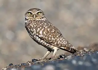 Western burrowing owl (A. c. hypugaea), California.