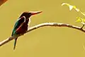 White throated kingfisher