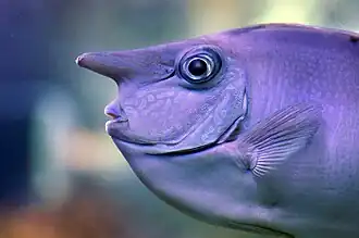 Whitemargin unicornfish (Naso annulatus).