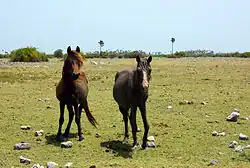 Feral ponies