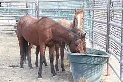 three horses in a metal pipe corral surrounding a water trough