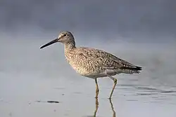 A willet wading through water