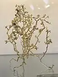 A glass sculpture (c. 1940) depicting Botrytis cinerea