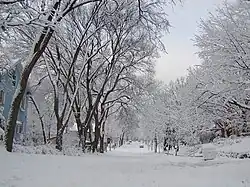 snow covered trees and ground