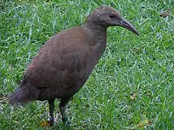 Photograph of a single brown hen on grass