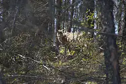 Woodland Caribou at Holt Lake in Manitoba