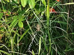 Writing spider on stabilimentum in Iowa