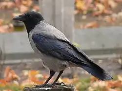 Hooded crow