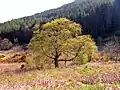 Wych elm near Castle Douglas, Galloway, late April