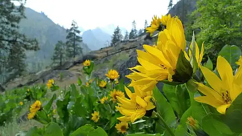 Growing in Washington state