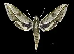 Male dorsal (coll.MHNT)