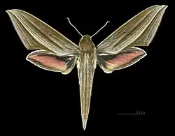 Female dorsal (coll.MHNT)