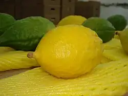 Yanova etrog for sale
