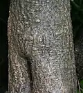 Trunk