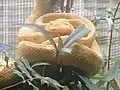 A yellow eyelash pit viper