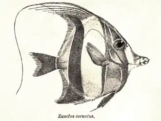 Illustration (Sir Francis Day, 1889)