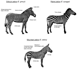 An illustration showing the three living zebra species