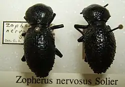 Picture taken of two zopherus nervosus specimens, pinned for display.