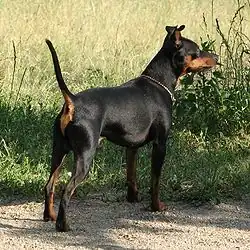 Black Miniature Pinscher, uncropped ears and tail about 4.1 kg