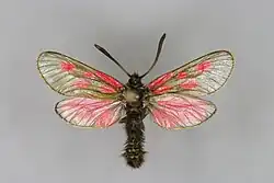 Mounted specimen