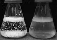 Comparison of emulsification using LLE and SIRs